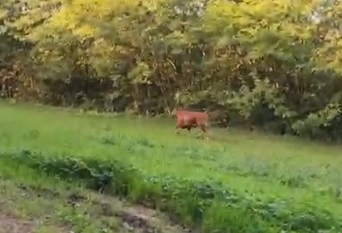 Il pensionato che ha adottato la mucca scappata nei boschi per scampare al macello