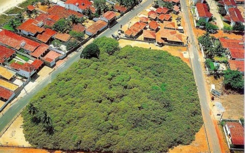 L’albero che non finisce mai: in Brasile l’anacardio gigante che sembra una foresta