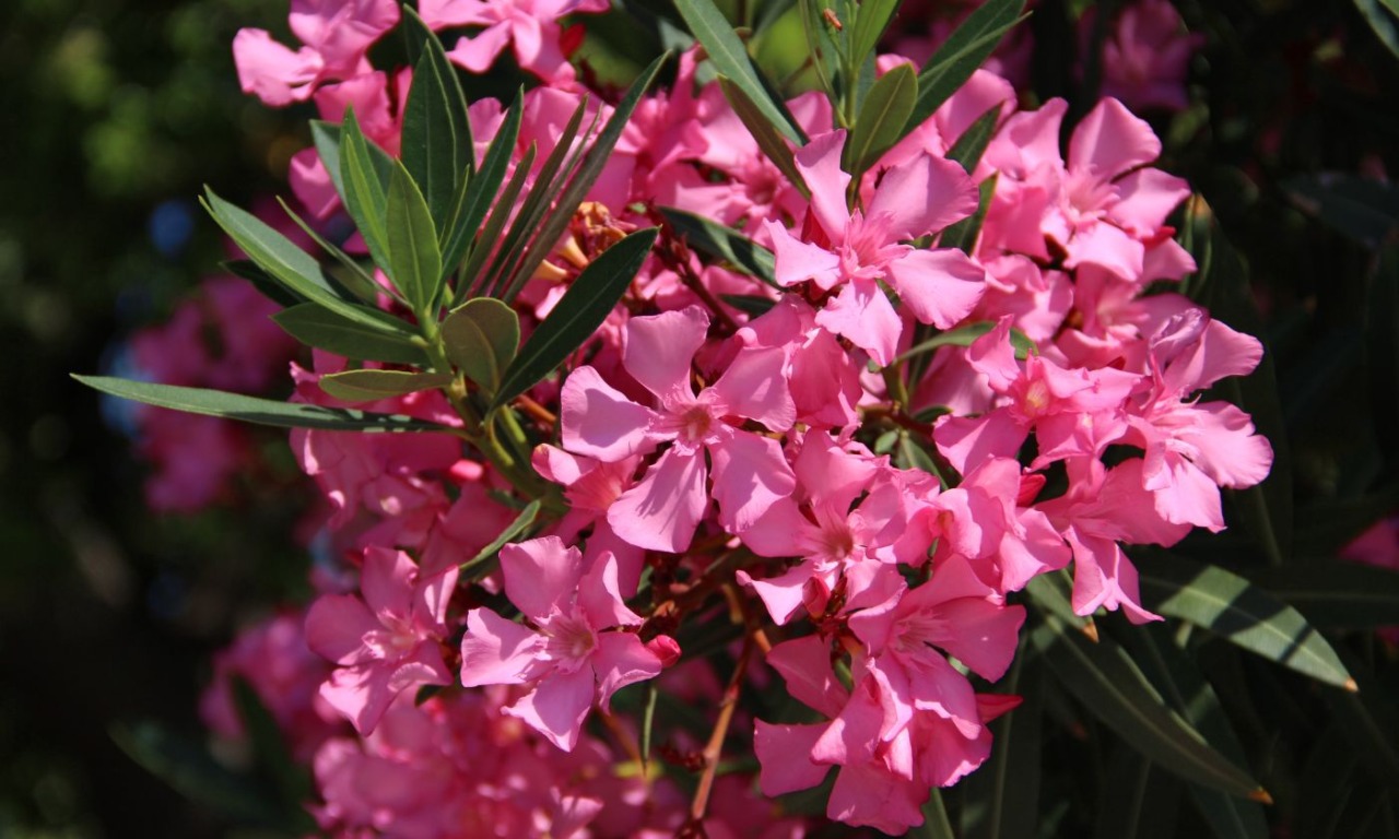 Dietro la tragedia una scoperta inattesa, l’oleandro è tossico anche se inalato