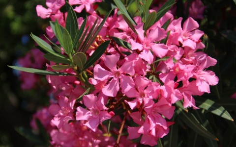 Dietro la tragedia una scoperta inattesa, l’oleandro è tossico anche se inalato