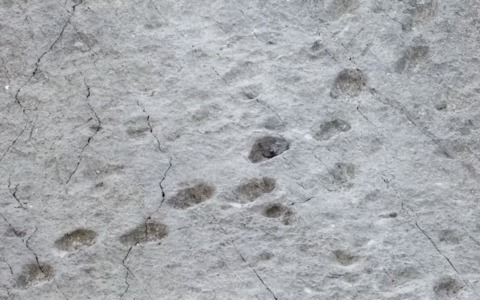 Tra le nevi dello Stelvio è riemersa “la valle dei dinosauri”: le orme risalgono a oltre 200 milioni di anni fa