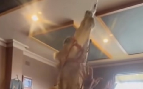 Il cammello che entra al bar e beve una birra