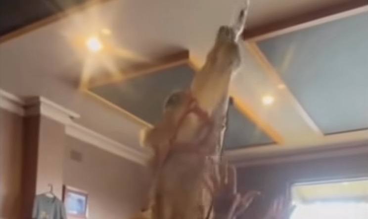 Il cammello che entra al bar e beve una birra