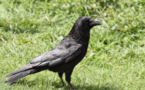 La città che assume corvi come spazzini