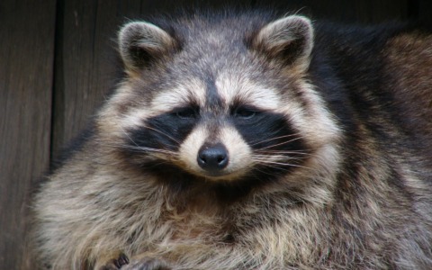 Procione entra nel supermercato, si ubriaca con il whisky e sviene in bagno