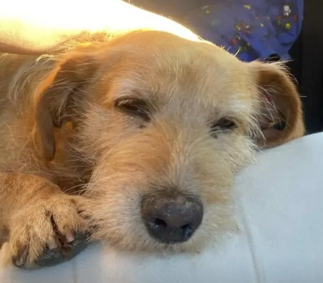 Don Luis: il cane trovatello che tutti credevano cieco. Semplicemente li stava ignorando