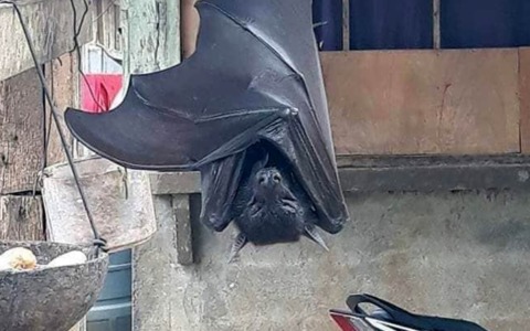 Un pipistrello a grandezza uomo: la foto (furba) che ha fatto venire gli incubi agli internauti
