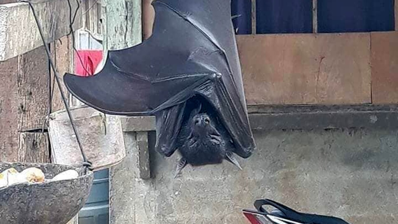 Un pipistrello a grandezza uomo: la foto (furba) che ha fatto venire gli incubi agli internauti