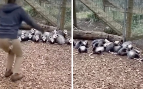 Spaventa un gruppo di opossum e loro “muoiono” in coro: il video è virale