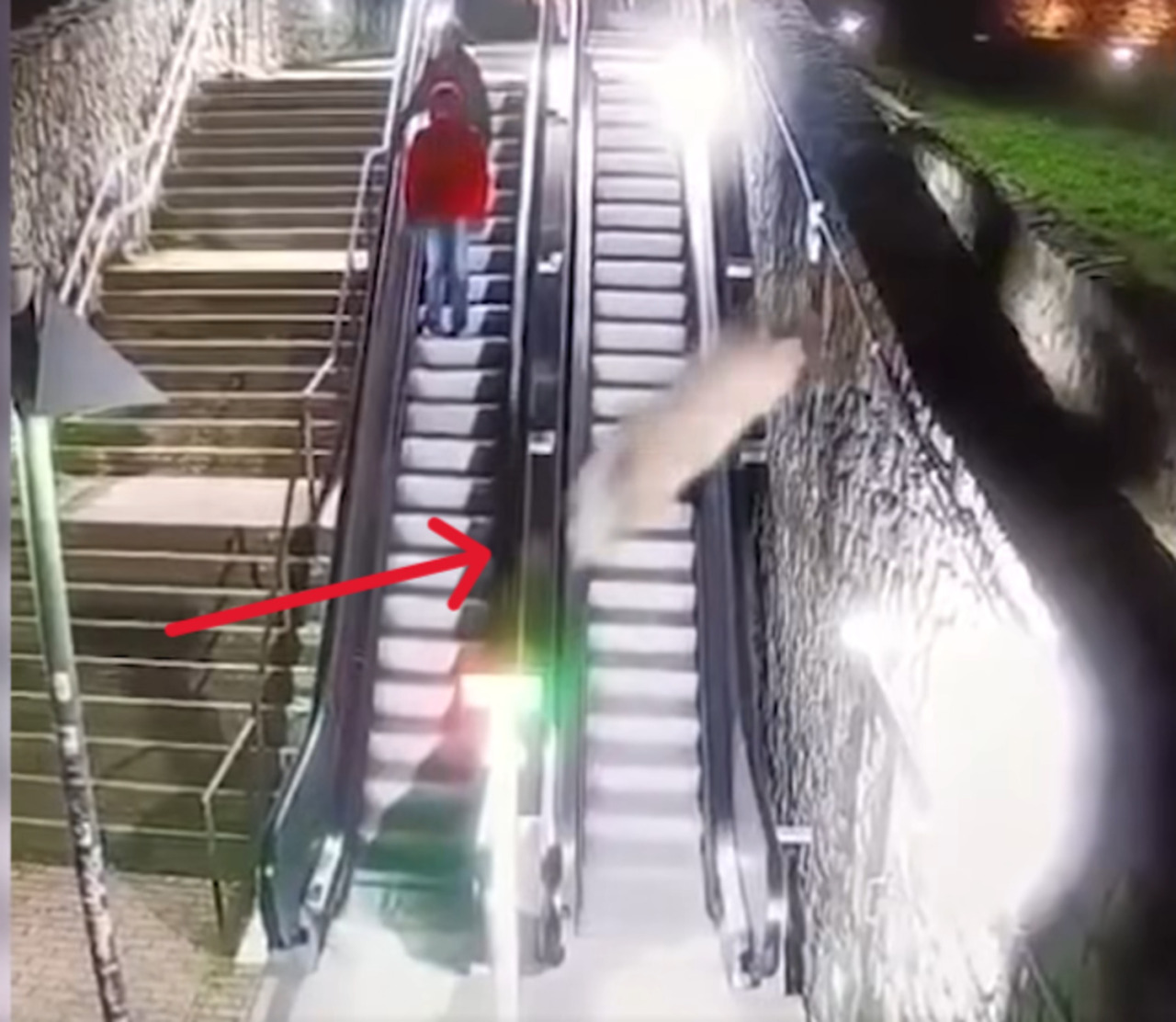 Cinghiali “volanti” sulle scale mobili ad Arezzo: panico fra i passanti