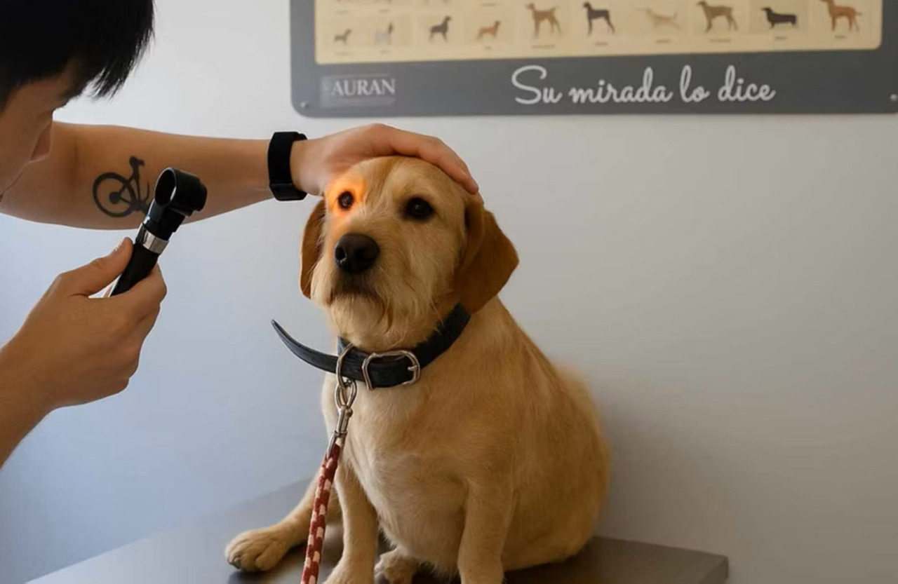 Don Luis: il cane trovatello che tutti credevano cieco. Semplicemente li stava ignorando