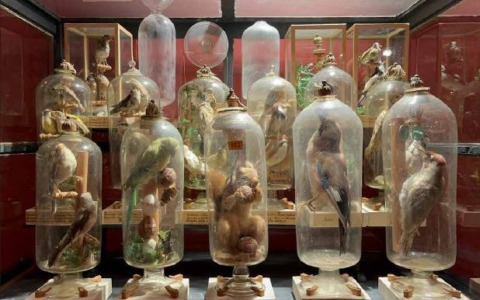 Svelato il mistero delle ampolle di padre Fourcault: come ha fatto a mettere gli animali nelle bottiglie