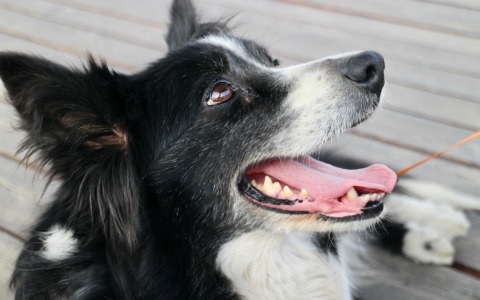 Cani linguisti: i nostri amici imparano nuove parole “spiandoci”