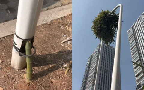 Natura indomabile: la storia del bambù che cresce dentro un lampione