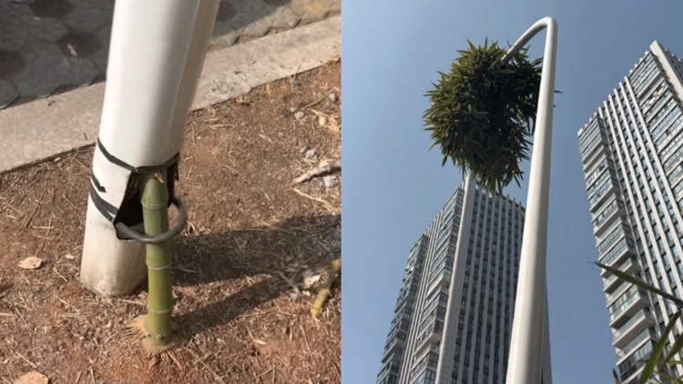 Natura indomabile: la storia del bambù che cresce dentro un lampione