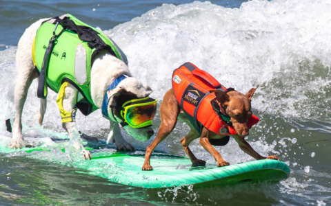 Le bellissime immagini del campionato mondiale di surf per cani