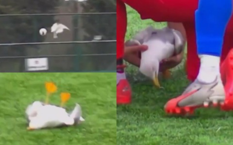 Gabbiano colpito dal pallone durante la partita: calciatore gli fa il massaggio cardiaco e lo salva