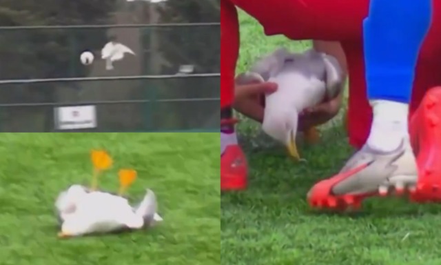 Gabbiano colpito dal pallone durante la partita: calciatore gli fa il massaggio cardiaco e lo salva