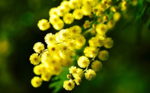 Sapevate che la festa della donna era il 23 febbraio? Ecco perché è stata “spostata” all’8 marzo