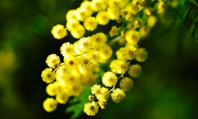 Sapevate che la festa della donna era il 23 febbraio? Ecco perché è stata “spostata” all’8 marzo