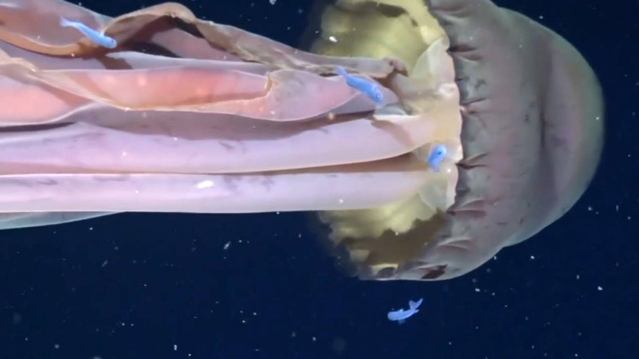 Scoperta in Argentina una medusa gigante lunga dieci metri