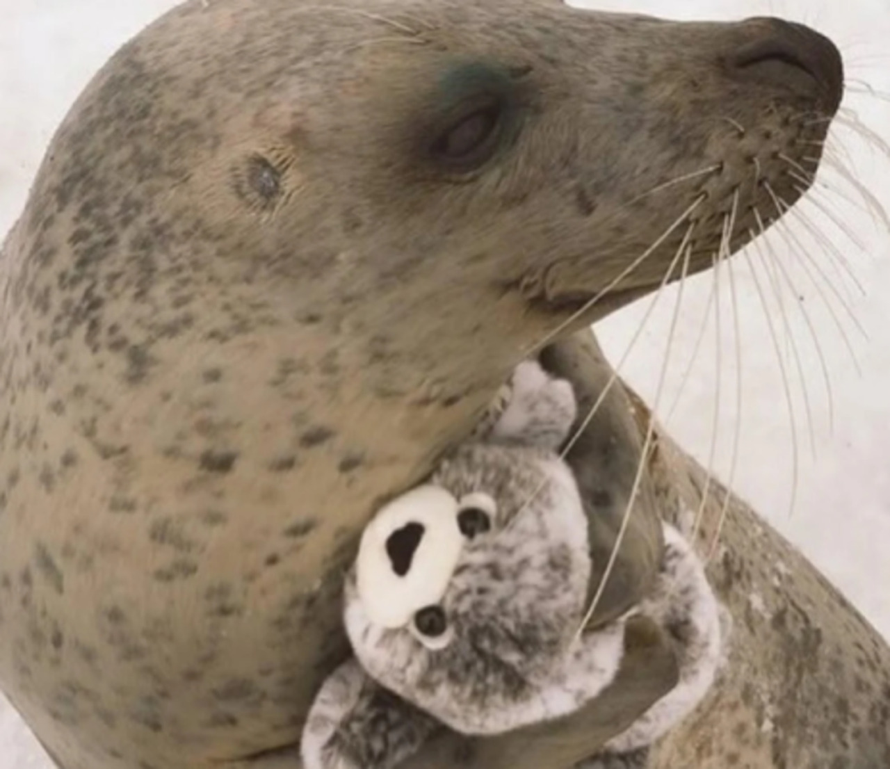Amore a pinne aperte: la foca che non lascia più il suo peluche (a forma di foca)