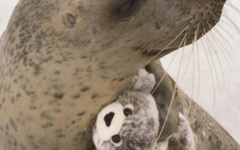 Amore a pinne aperte: la foca che non lascia più il suo peluche (a forma di foca)