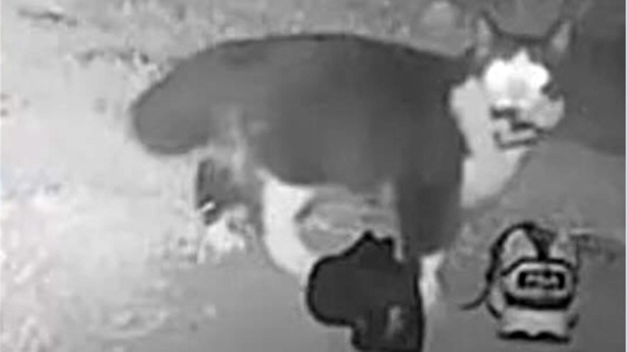 Gatto cleptomane ruba 50 scarpe in tutto il quartiere: beccato dalle telecamere