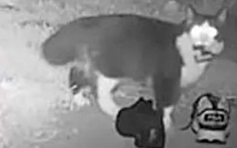 Gatto cleptomane ruba 50 scarpe in tutto il quartiere: beccato dalle telecamere
