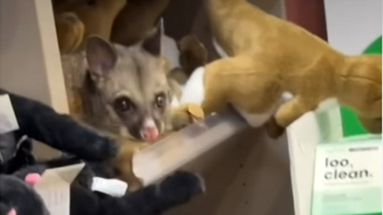Un opossum-camaleonte si è mimetizzato in mezzo a uno scaffale di peluche