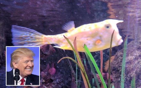 Il pesce che assomiglia a Donald Trump