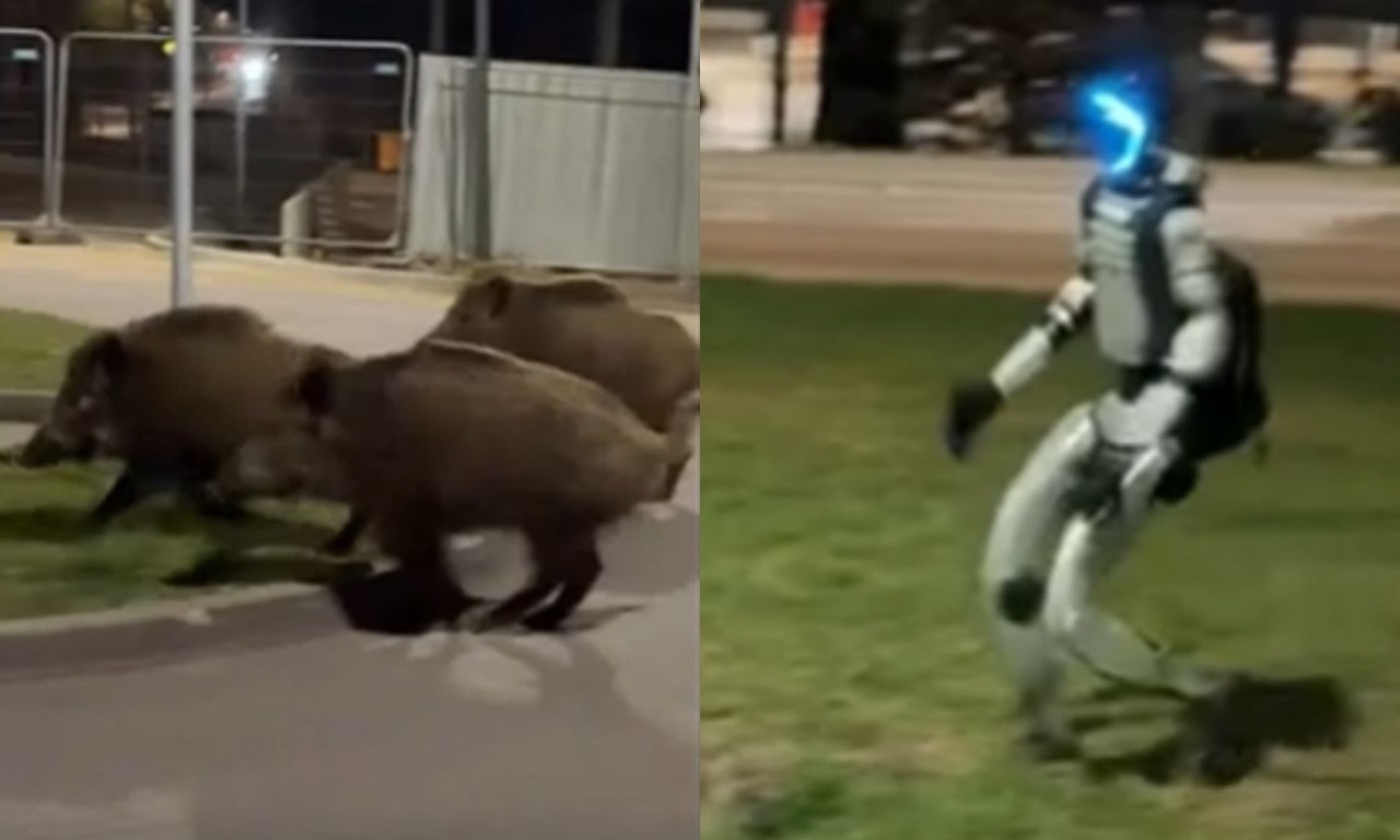 Niente cacciatori, in Polonia a far scappare i cinghiali ci pensa… un robot umanoide