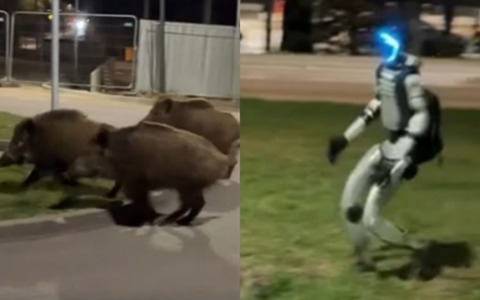 Niente cacciatori, in Polonia a far scappare i cinghiali ci pensa… un robot umanoide