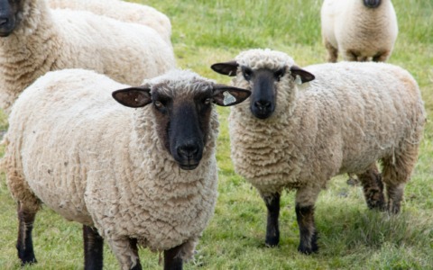 Pecore mangiano 100 chili di cannabis terapeutica: gregge allo sbando