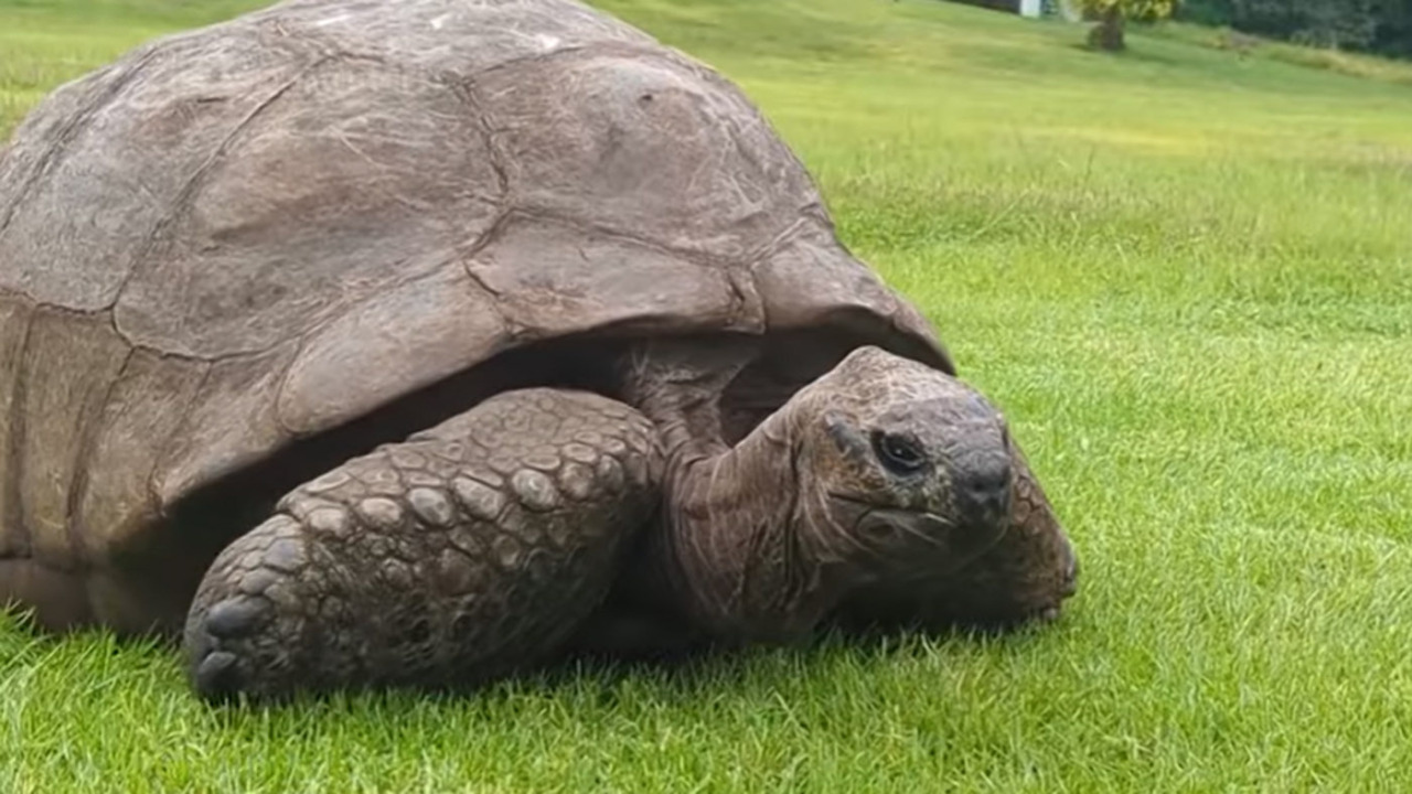 Niente paura: la tartaruga più vecchia del mondo è viva e vegeta