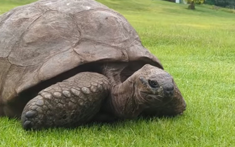 Niente paura: la tartaruga più vecchia del mondo è viva e vegeta
