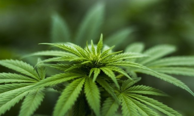 Sicurezza Interna Usa permette di portare cannabis in aereo: quale e a chi