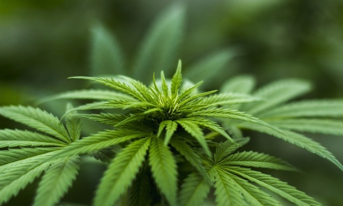Sicurezza Interna Usa permette di portare cannabis in aereo: quale e a chi