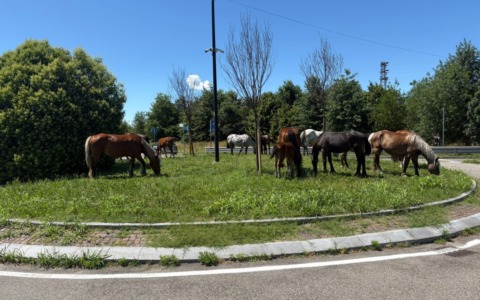 Cavalli in fuga a Segrate, recuperati dalla Polizia Locale mentre brucavano vicino a una rotonda