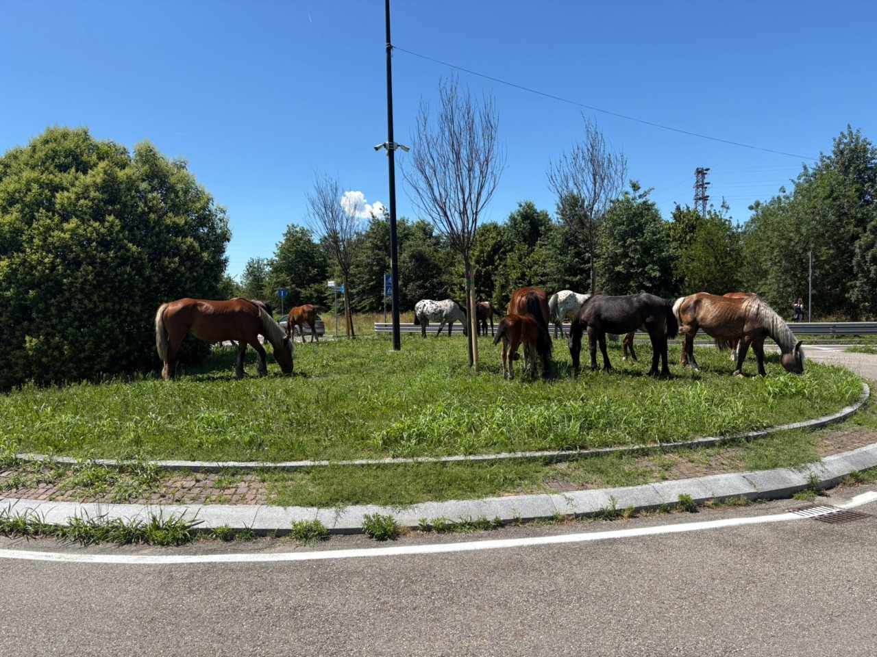 Cavalli in fuga a Segrate, recuperati dalla Polizia Locale mentre brucavano vicino a una rotonda