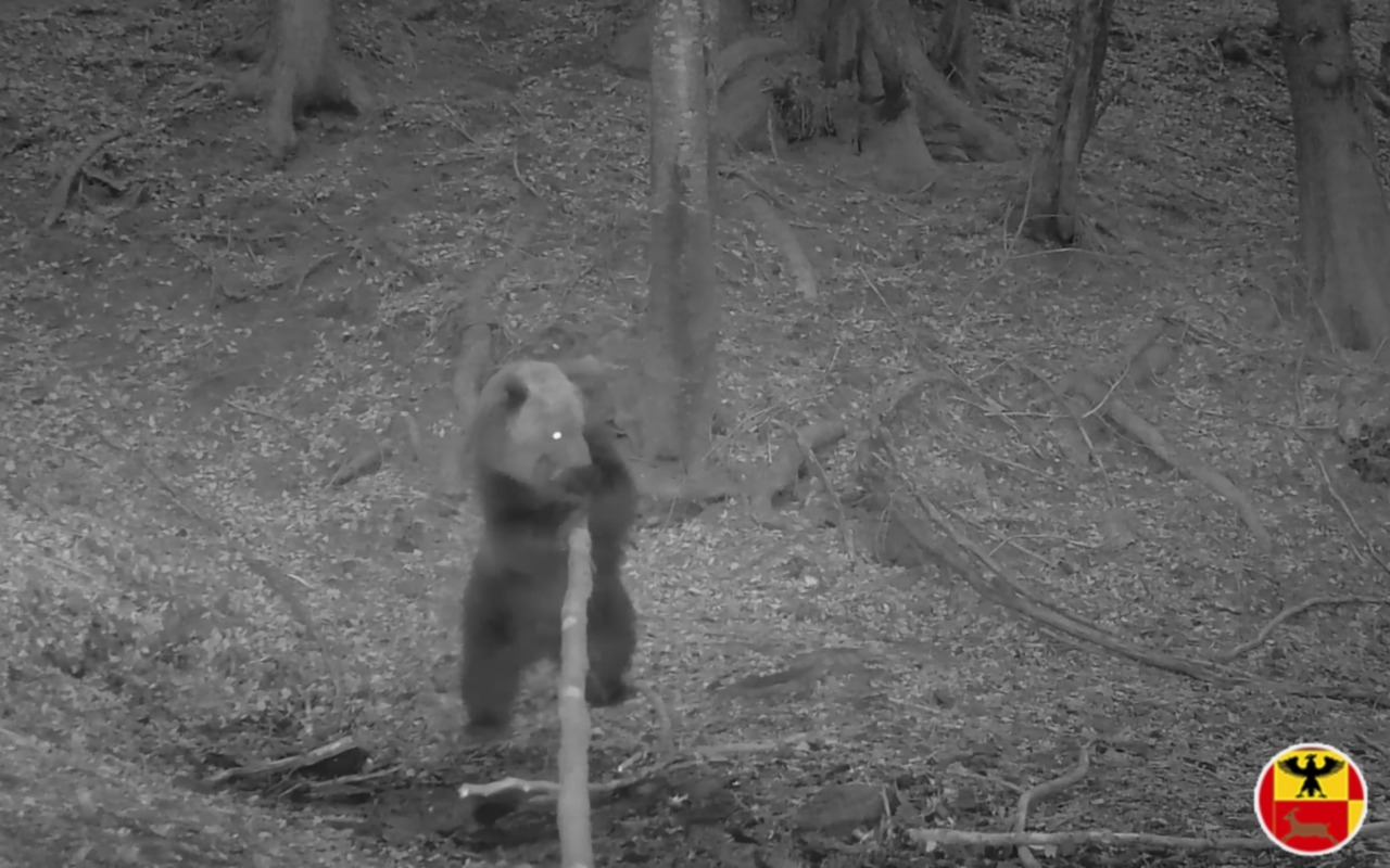 L’orso torna sulle Orobie: avvistato in Alta Val Seriana