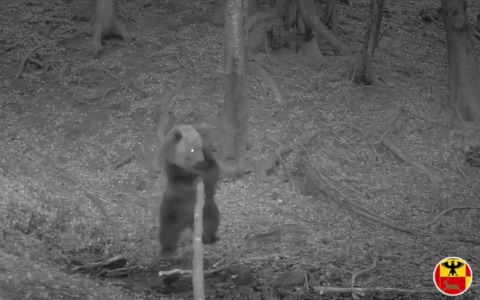 L’orso torna sulle Orobie: avvistato in Alta Val Seriana